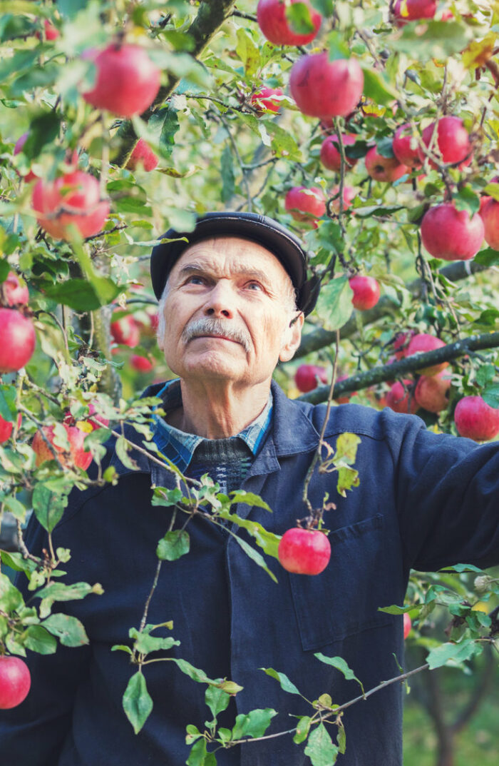 Älterwerden und äpfel ernten. Wohnen im Alter, Alten-WG, Älterwerden