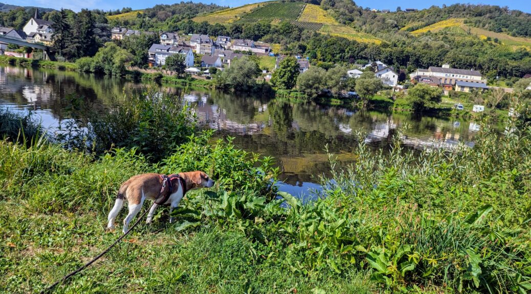 Mosel im Hintergrund. Im Vordergrund Charlotte, ein kleiner Hund