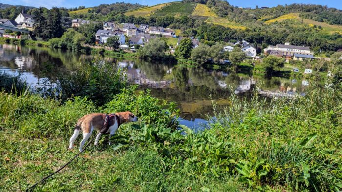 Mosel im Hintergrund. Im Vordergrund Charlotte, ein kleiner Hund